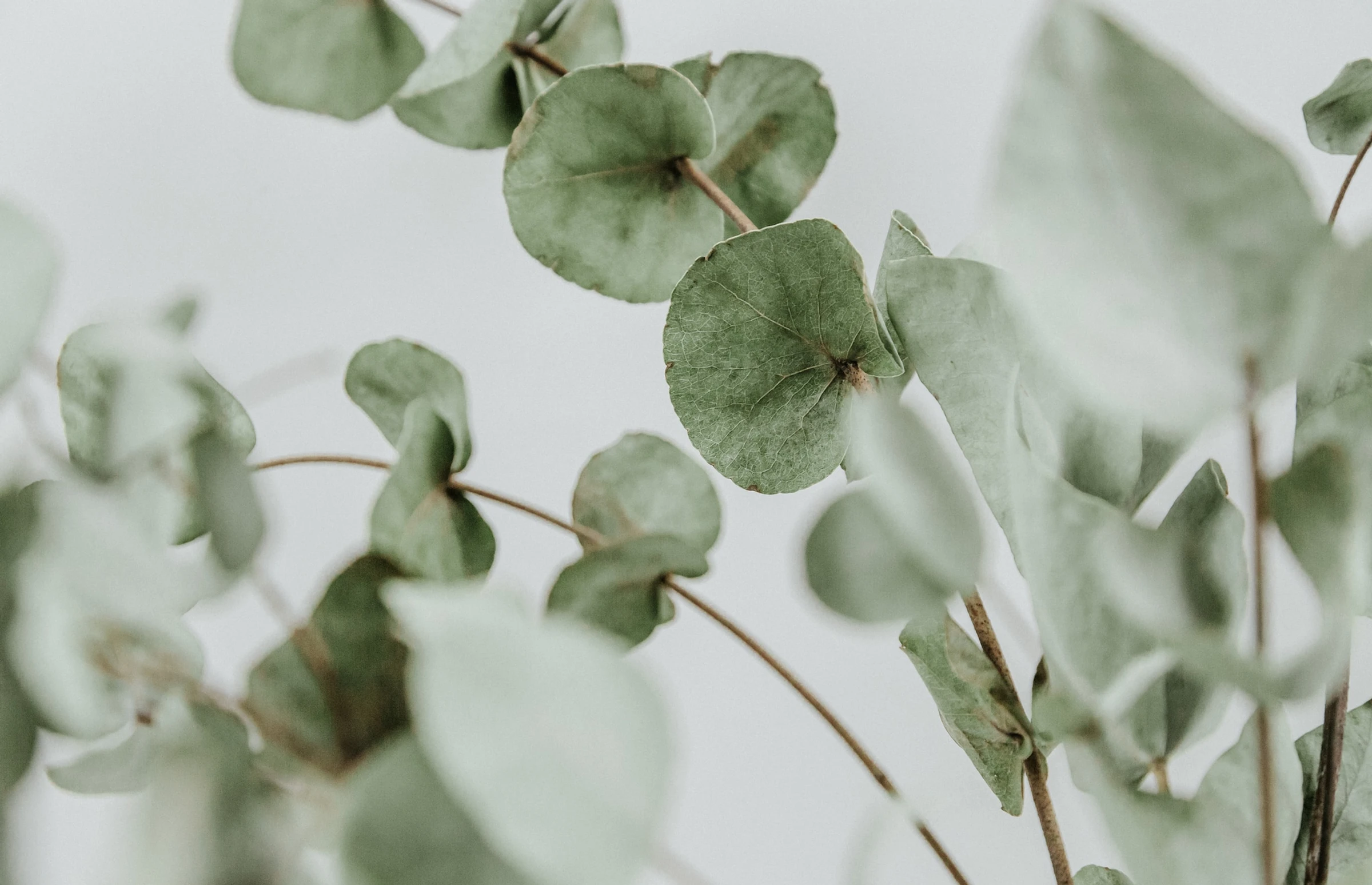 Eucalyptus background